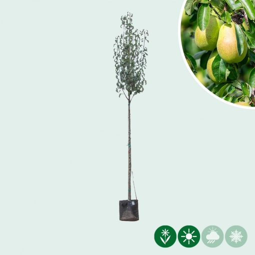 Grote perenbomen