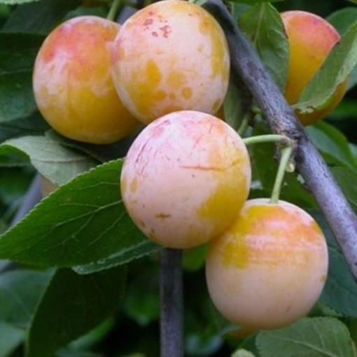 Prunus d. 'Mirabelle de Nancy'