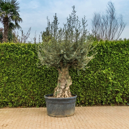 Exclusieve bomen