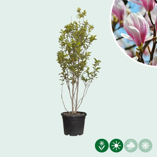 Magnolia soulangeana meerstammig