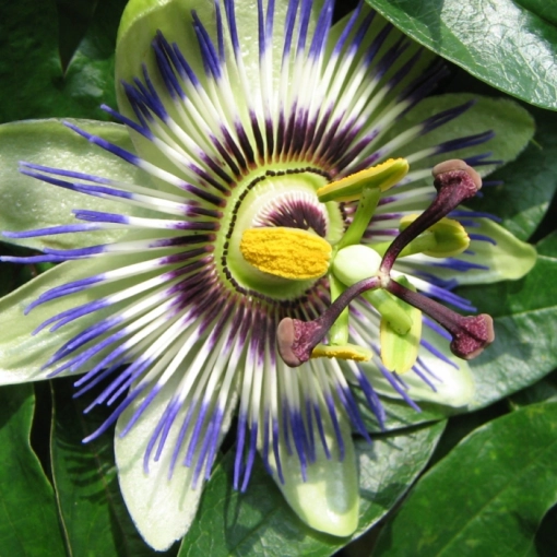 Passiebloem