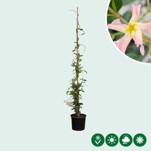 Roze Toscaanse jasmijn