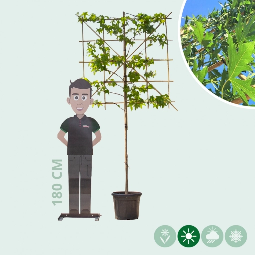 Lei amberboom 120 cm (120x120)