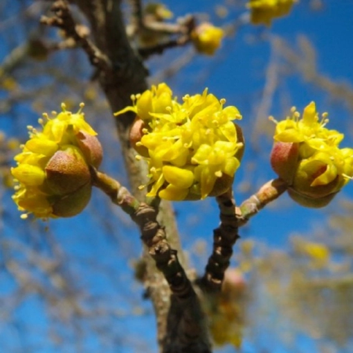 Kornoelje meerstammig