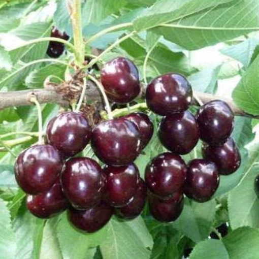 Prunus a. 'Kordia'