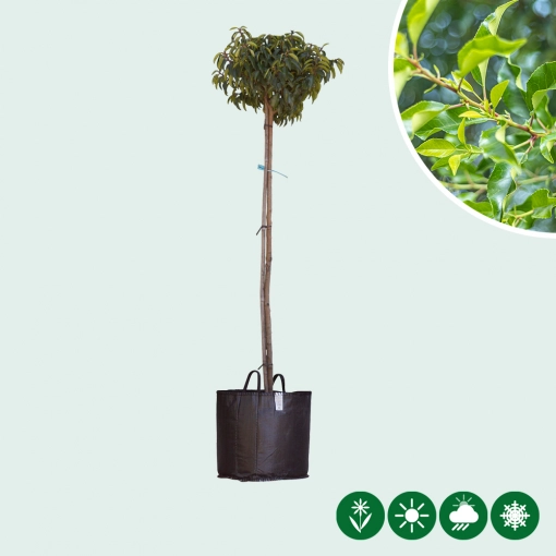 Bol Portugese laurier