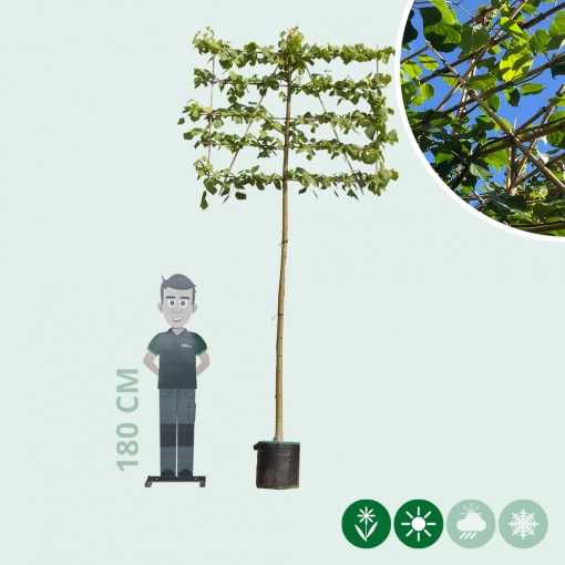 Leilinde 220 cm