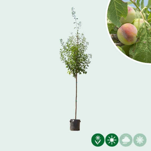 Prunus d. 'Opal'