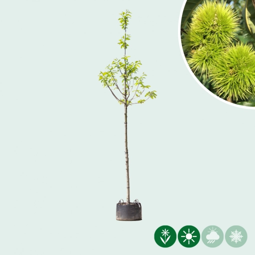 Tamme kastanje bomen