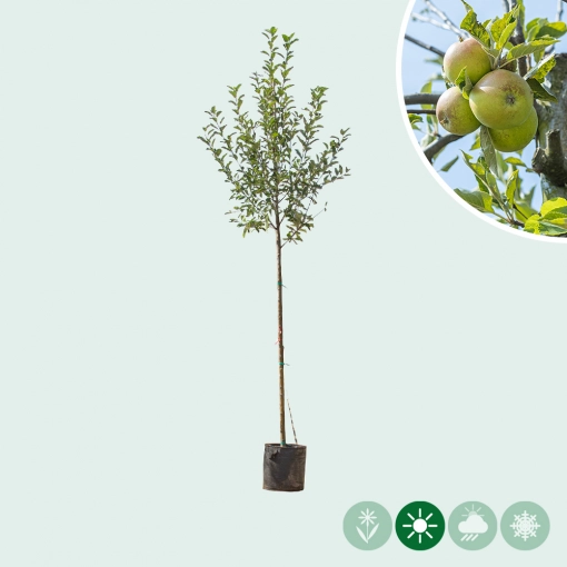 Grote appelbomen
