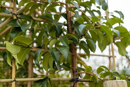 Leibomen groenblijvend