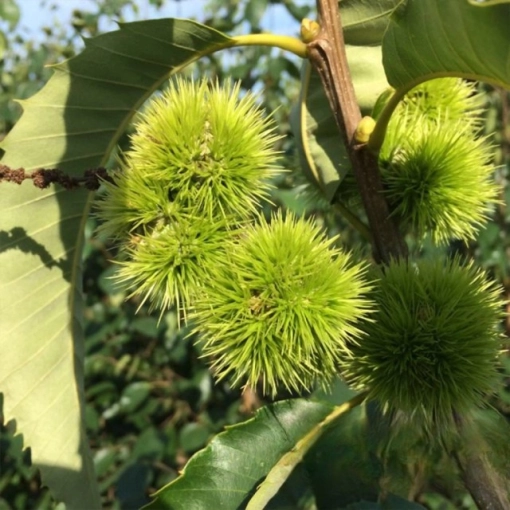 Tamme kastanje meerstammig