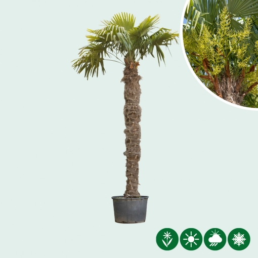 Top fragment mengsel Palmboom kopen? Winterharde Arecaceae v/a €29,95 | Bomenbezorgd
