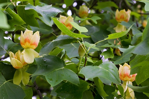 Tulpenboom