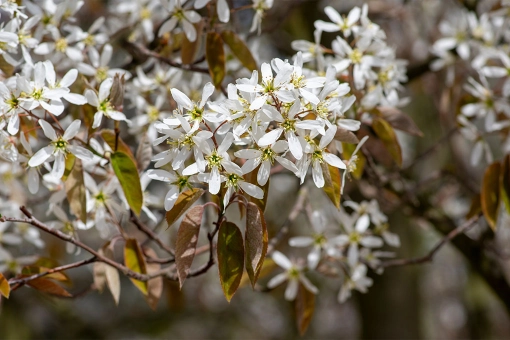 Krentenboom