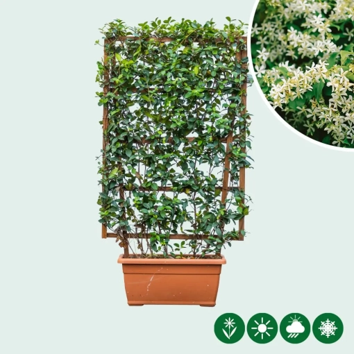 Toscaanse jasmijn kant en klaar haag