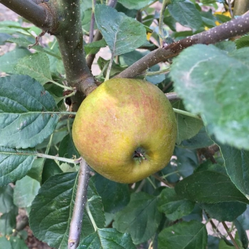 Malus d. 'Schone van Boskoop/Goudreinette'