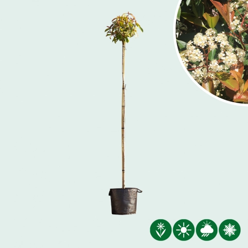 Bol Photinia