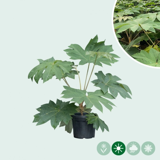 Chinese rijstpapier plant