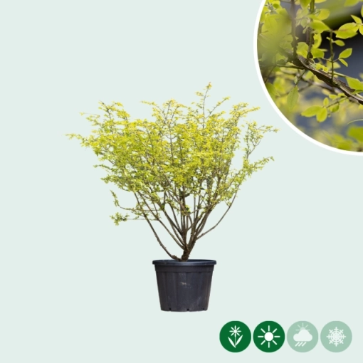 Kardinaalsmuts meerstammig