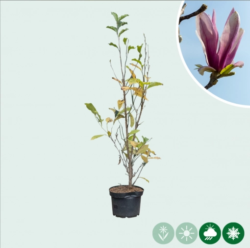 Magnolia 'Spectrum' struik
