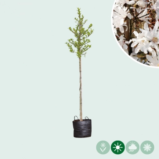 Magnolia stellata op stam