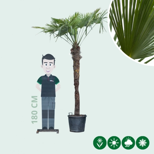 Wagner palm gestripte stam 180 cm stamhoogte