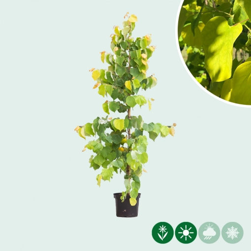 Judasboom 'Hearts of gold'