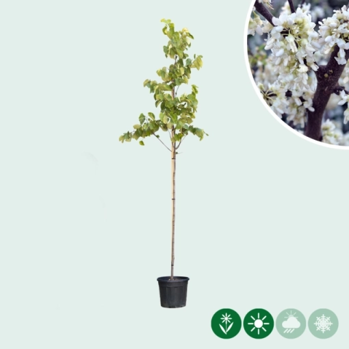 Judasboom 'Texas White'