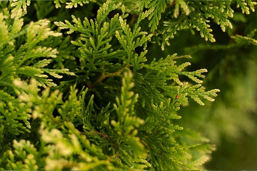 Coniferen