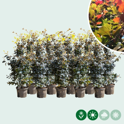 Rode beukenhaag dubbele rij