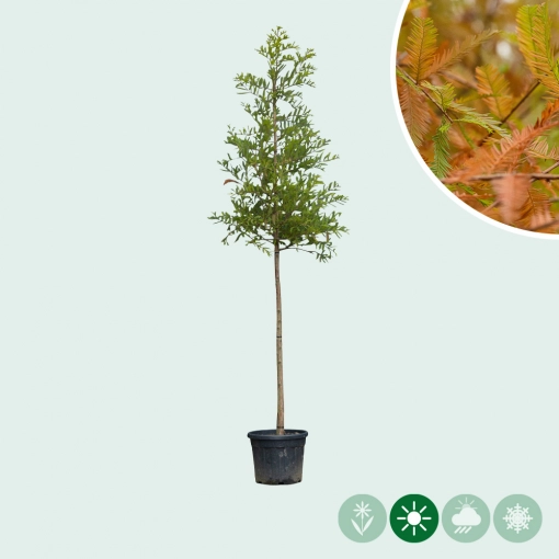 Cipresbomen