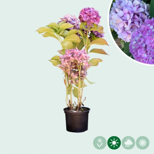 Hortensia plant
