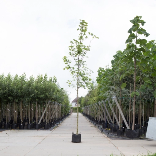 Noorse esdoorn (Acer platanoides 'Emerald Queen')