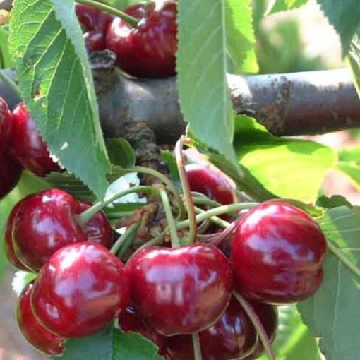 Prunus a. 'Bigarreau Burlat'