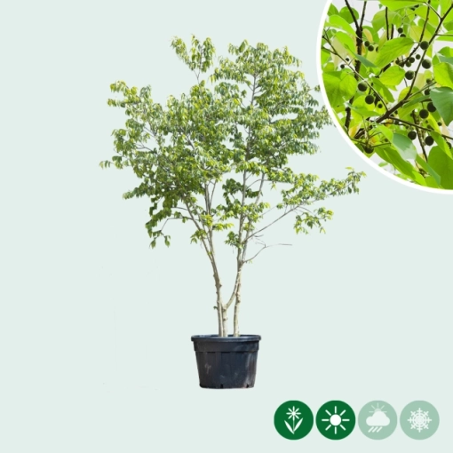 Netelboom meerstammig