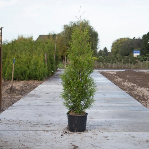 Coniferen 'Brabant' 140 cm