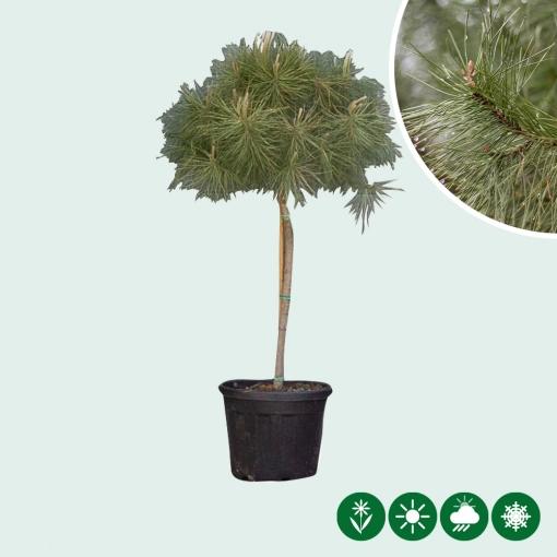 Pinus pinea (Parasolden)