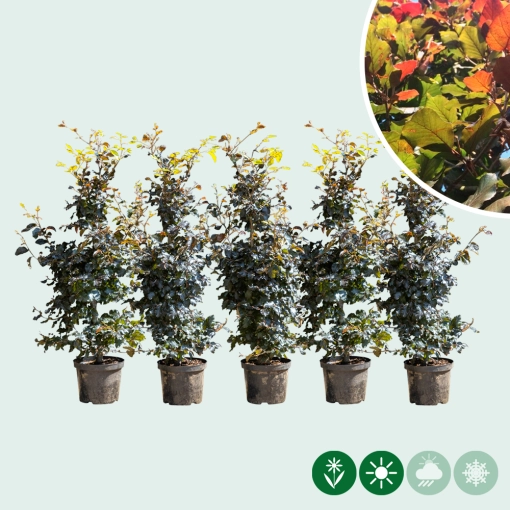 Rode beukenhaag enkele rij