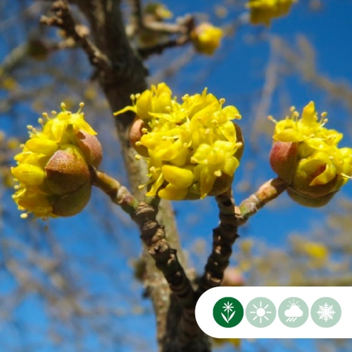 Gele kornoelje (Cornus mas)