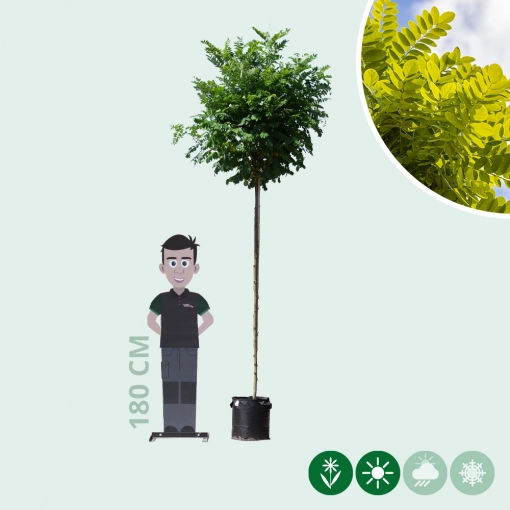 Bol acacia 200 cm stamhoogte