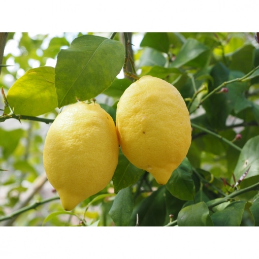 Zure citroen boom