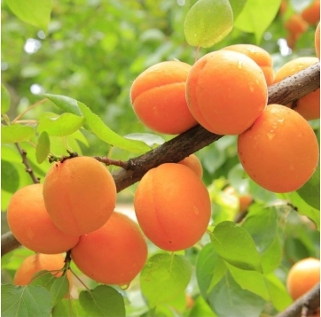 Abrikoos 'Tros oranje'