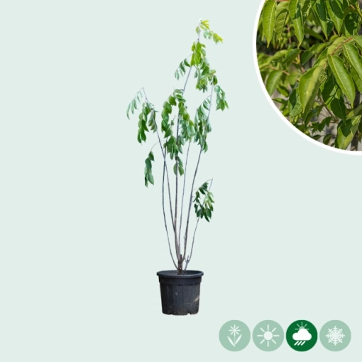 Bijenboom meerstammig