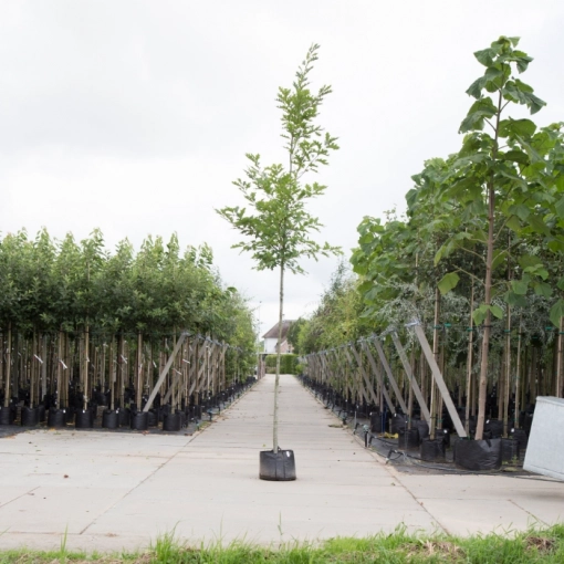 uw beoordeling | Bomen kopen: gratis bezorgd met transport Bomenbezorgd.nl