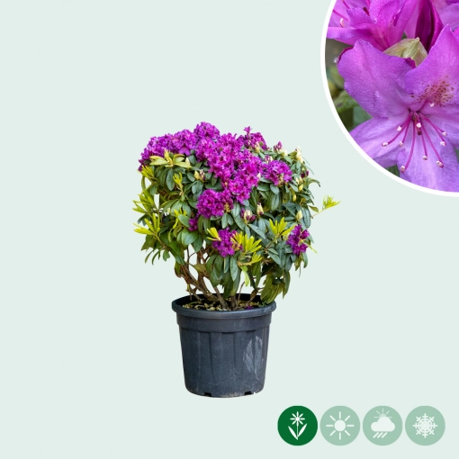 Rhododendron 'Azurro'