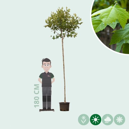Bol plataan 220 cm stamhoogte