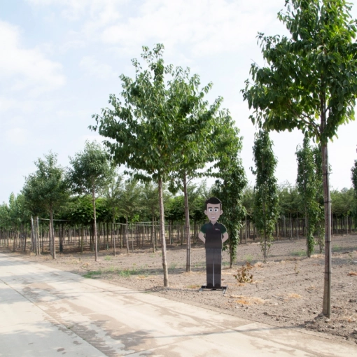 Perceptueel baan Afrika Grote bomen kopen - volwassen bomen - Bomenbezorgd.nl