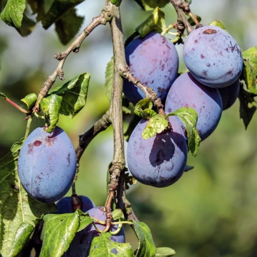 Prunus d. 'Czar'
