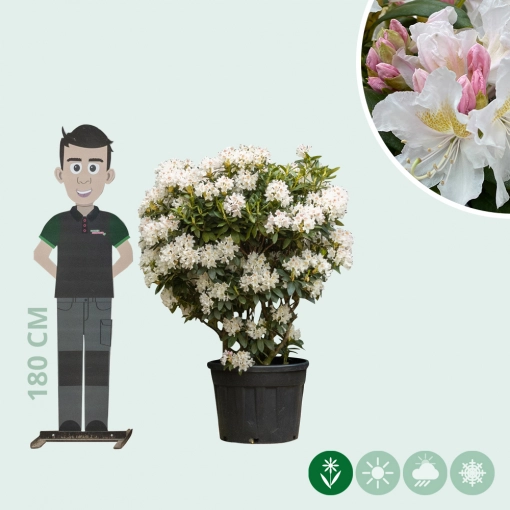 Rhododendron Cunninghams White